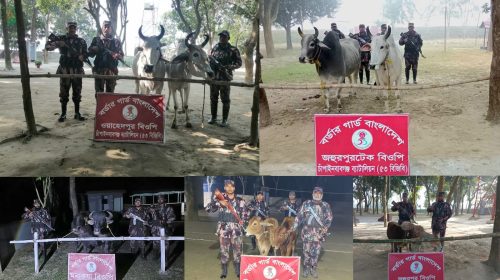 সীমান্তে পৃথক অভিযানে ১০ টি ভারতীয় গরু ও মহিষ জব্দ