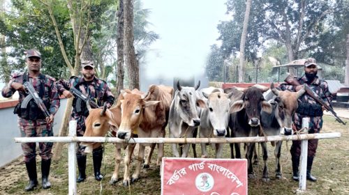 সীমান্তে পৃথক পৃথক অভিযানে ১৬টি ভারতীয় গরু জব্দ করেছে ৫৩ বিজিবি