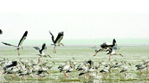 মানিকগঞ্জ ঘিওর ও শিবালয় অতিথি পাখির আগমনে