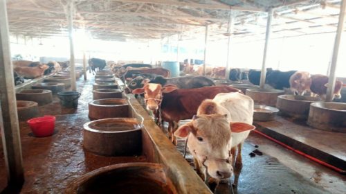 ঘুম ভাঙলে খামারি দেখেন তাঁর ৮গরু চোরে নিয়ে যাচ্ছে।