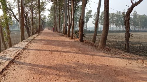 কুড়িগ্রামে অসংখ্য বিদ্যুতের খুঁটি ও গাছ রেখেই চলছে সড়ক নির্মাণ কাজ