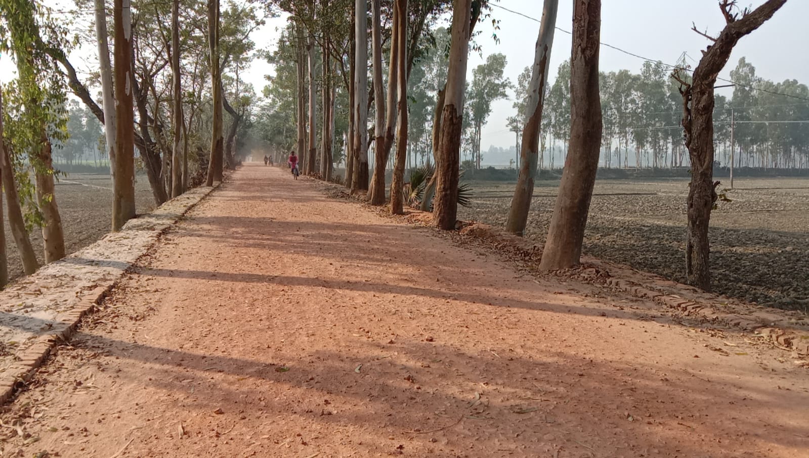 কুড়িগ্রামে অসংখ্য বিদ্যুতের খুঁটি ও গাছ রেখেই চলছে সড়ক নির্মাণ কাজ