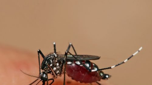 মশার কারণে জন জীবন অতিষ্ঠ