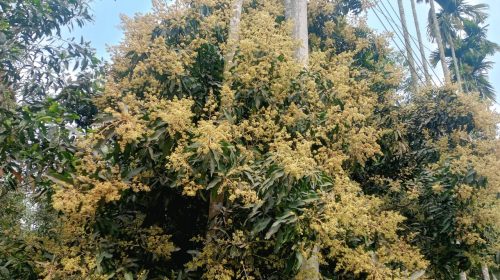 টাঙ্গাইলে আম্র মুকুলের সুবাসে মাতোয়ারা জনপদ বসন্তের বার্তা, ভালো ফলনের আশায় কৃষক