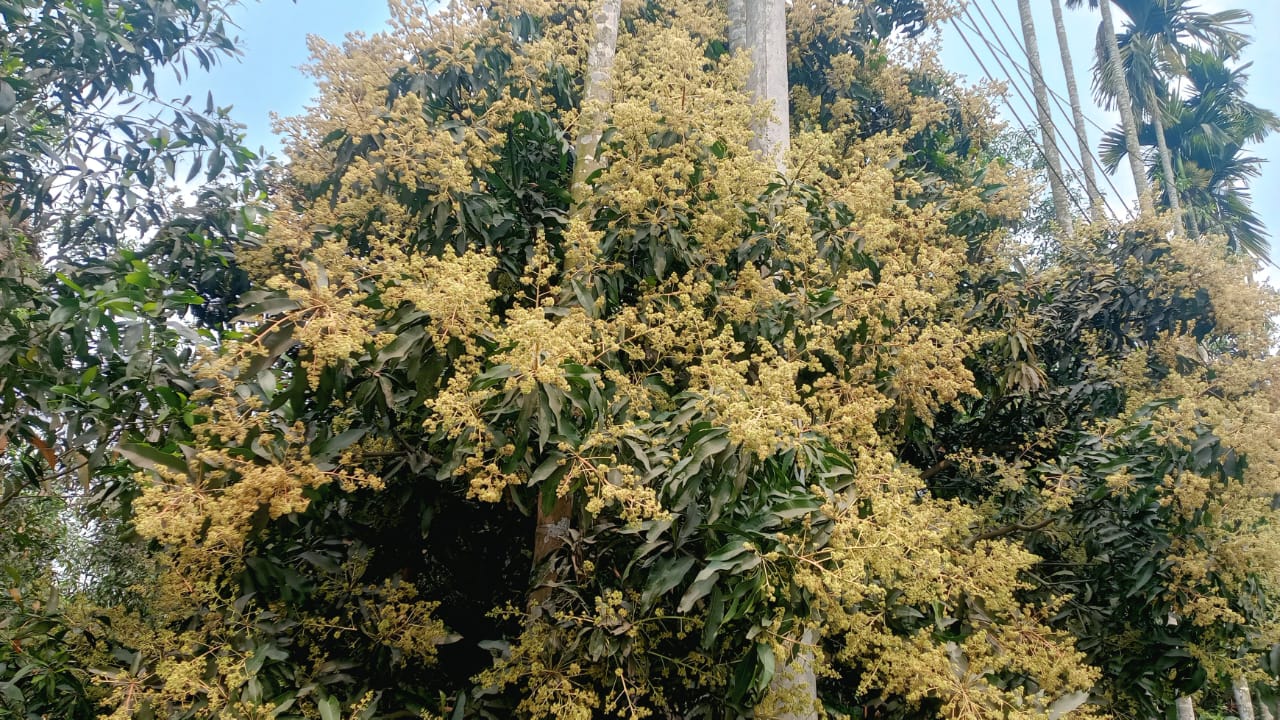 টাঙ্গাইলে আম্র মুকুলের সুবাসে মাতোয়ারা জনপদ বসন্তের বার্তা, ভালো ফলনের আশায় কৃষক