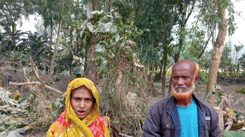 দিনাজপুরের বিরামপুরের অসহায় পরিবারের জমির ফলের গাছ কেটে নিধন,রাজনৈতিক প্রতি হিংসার অভিযোগ