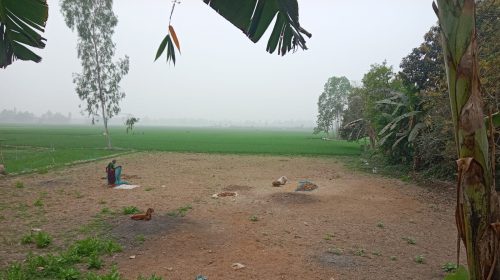 রায়গঞ্জে কৃষকের জমিতে ধান আবাদ করতে বাধা