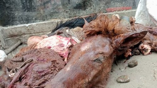 দিনাজপুরের নবাবগঞ্জে উপজেলার গোপনে ঘোড়া জবাই করে মাংস বিক্রি