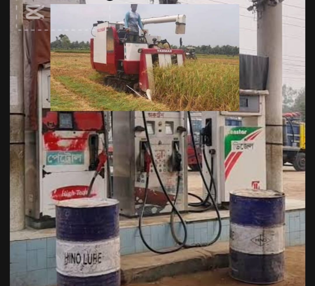 মদনে জ্বালানি তেল সংকটে ধান কাটাতে না পেরে দুশ্চিন্তায় কৃষক