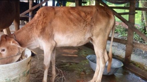 ঘুষ না দেওয়ায় জেলের গরু ‘গায়েব’, অন্যের গোয়ালে উদ্ধার—তথ্য চেয়েও পাননি ভুক্তভোগী